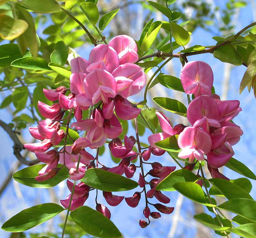 idaho locust bloom for 